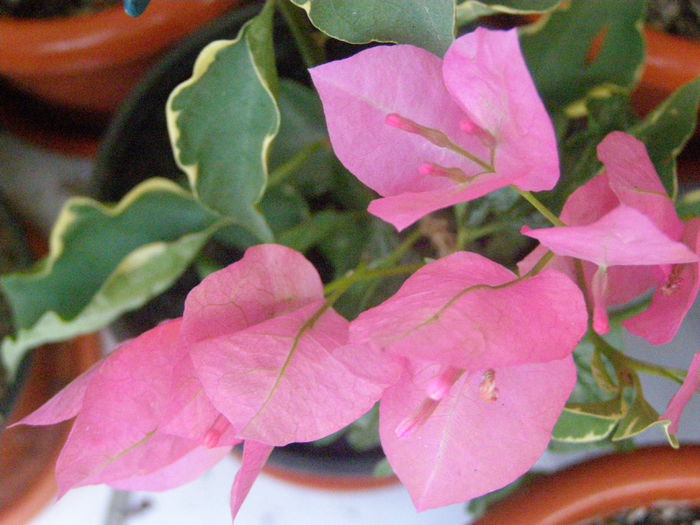 P8130115 - Bougainvillea