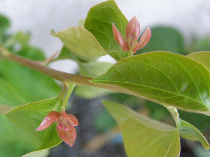 P8130128 - Bougainvillea