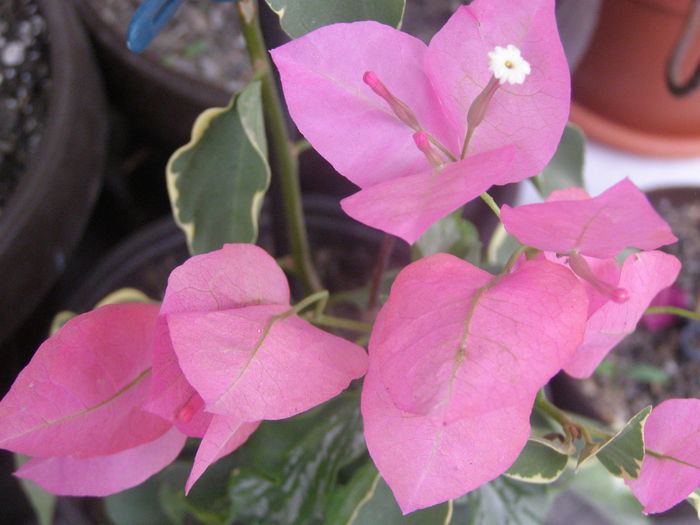 P8150148 - Bougainvillea