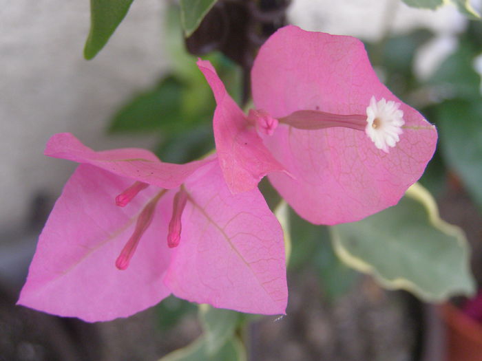 P8150152 - Bougainvillea