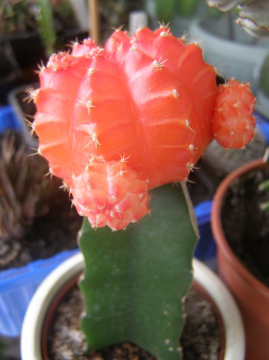 P8150004; pierdut...a 2-a oara...
