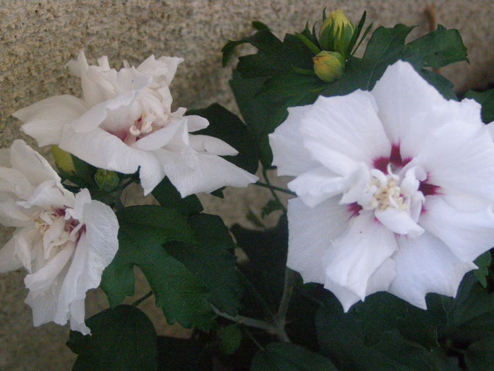 P8090060; Hibiscus de gradina
