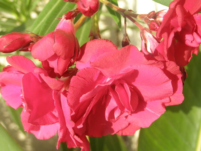 P8080043 - Vara - Leandrii