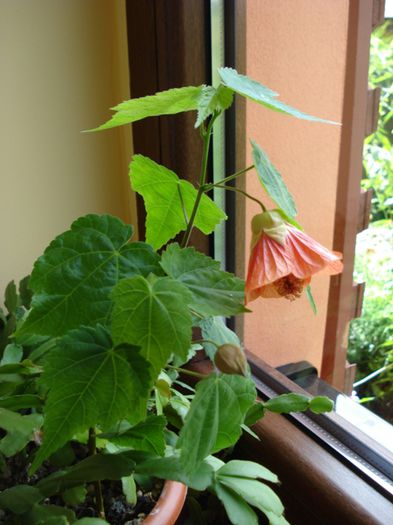 flori de august (1) - abutilon