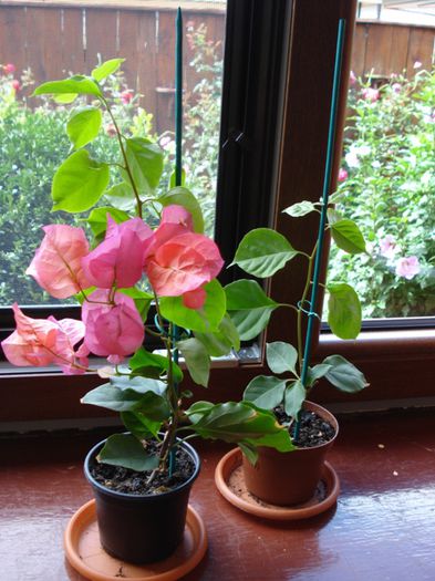 flori de august (5) - bougainvillea