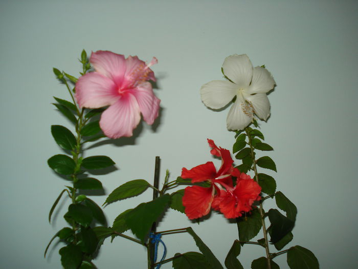 DSC09520