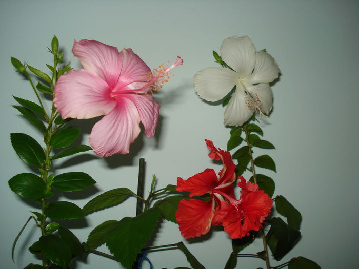 DSC09521