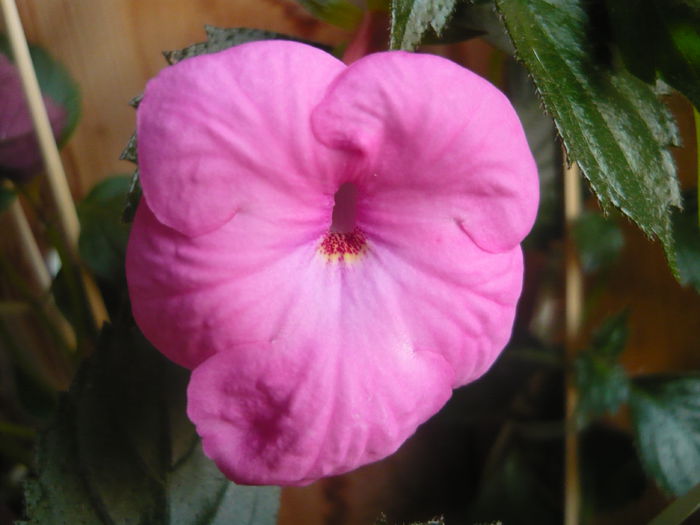 watterllow triumph - achimenes 2014