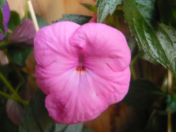 P1070327 - achimenes 2014