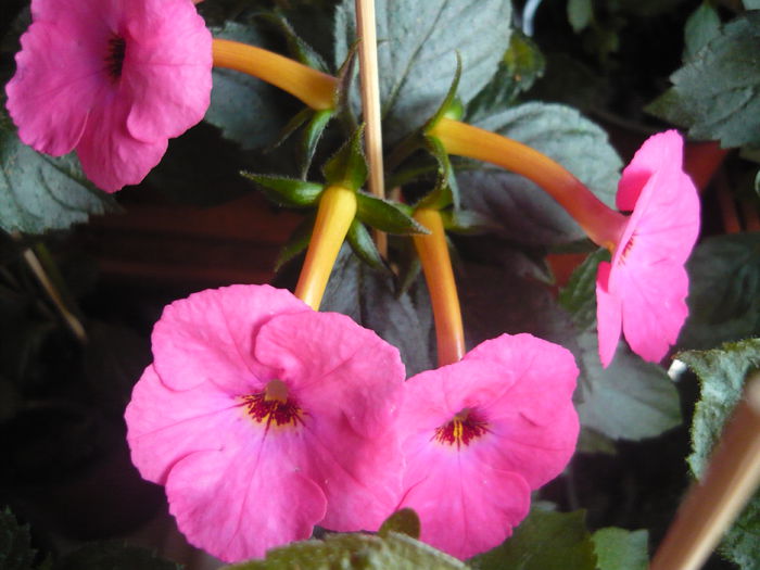 P1070329 - achimenes 2014