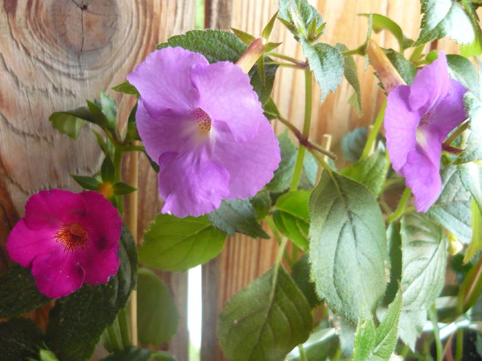 P1070330 - achimenes 2014