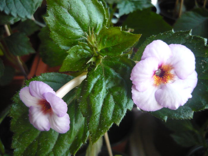 P1070331 - achimenes 2014