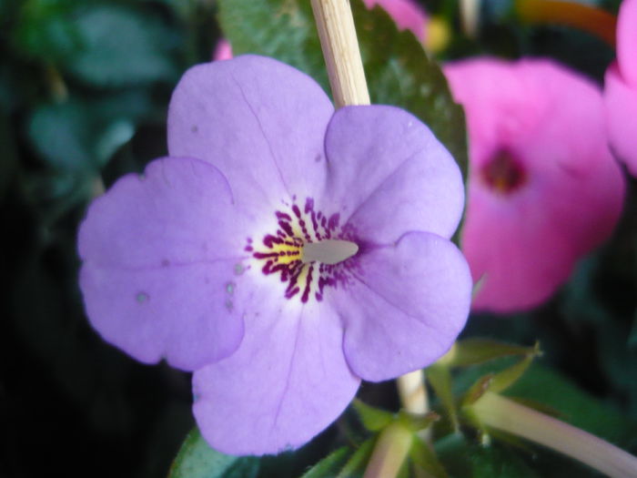 P1070337 - achimenes 2014