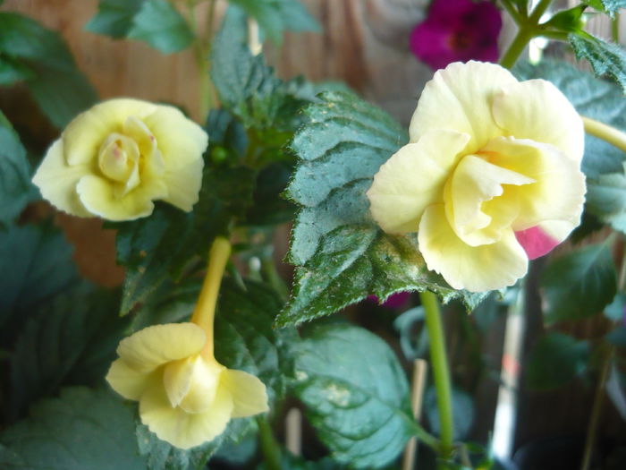 P1070339 - achimenes 2014