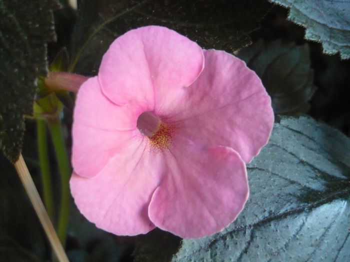 P1070343 - achimenes 2014
