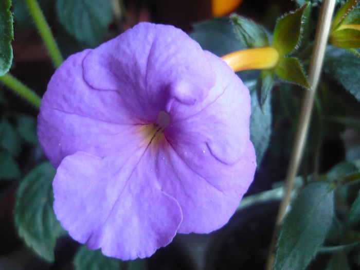 P1070345 - achimenes 2014