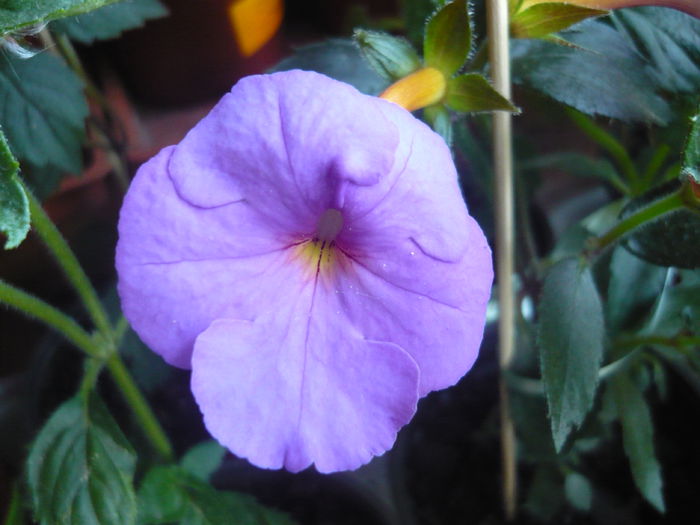 P1070346 - achimenes 2014