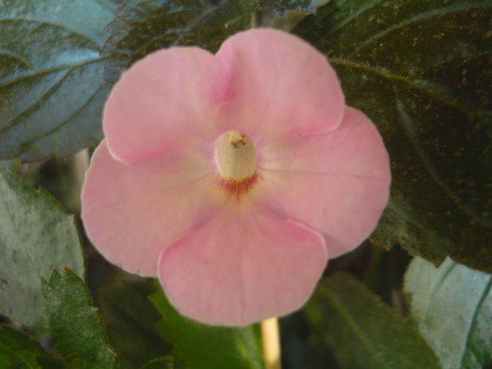 P1070351 - achimenes 2014