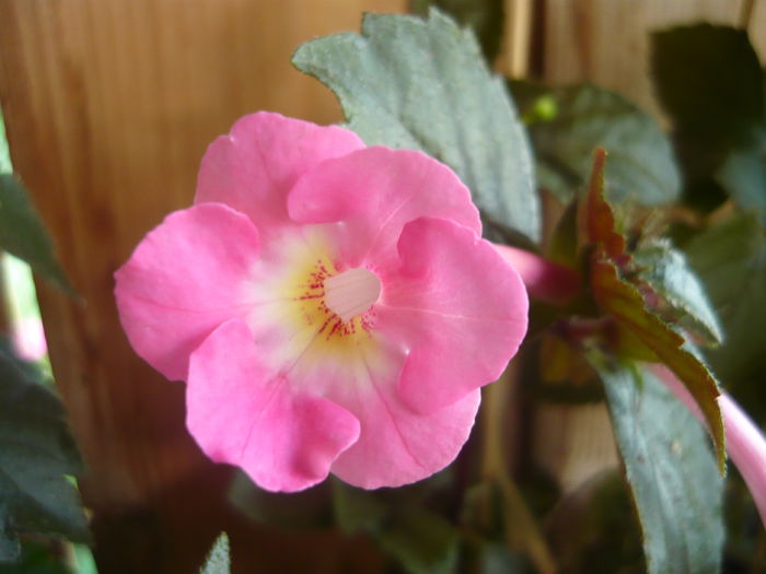 P1070352 - achimenes 2014