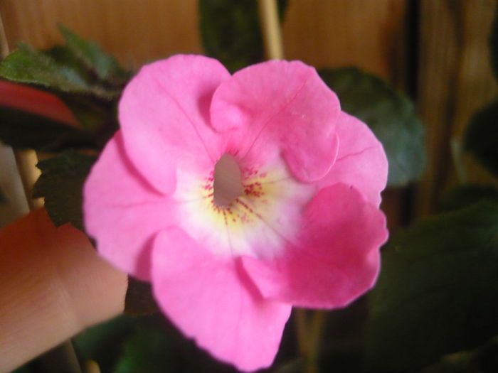 apple blossom - achimenes 2014