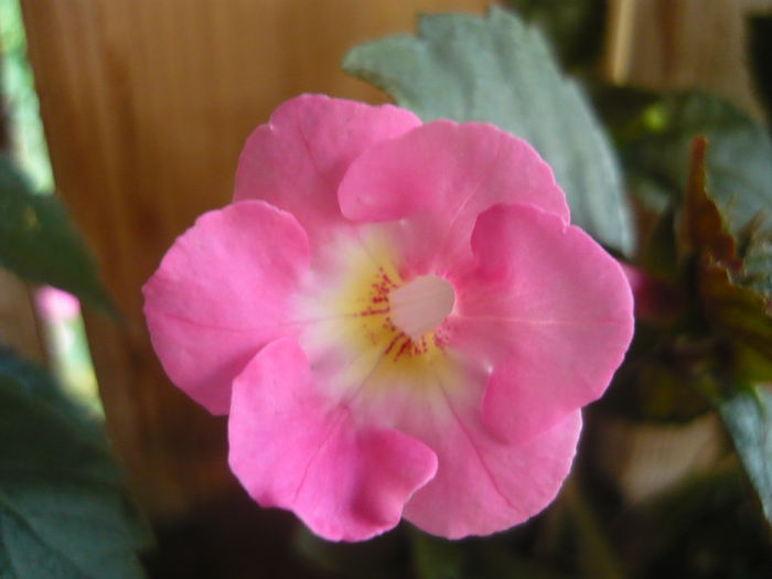 P1070354 - achimenes 2014