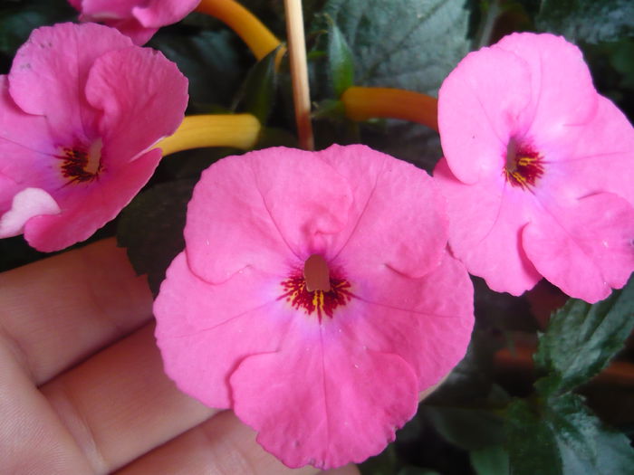 P1070355 - achimenes 2014