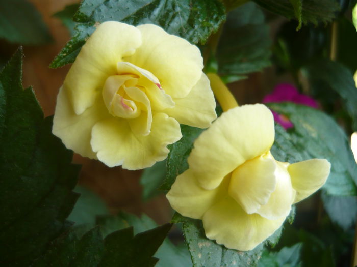 P1070356 - achimenes 2014