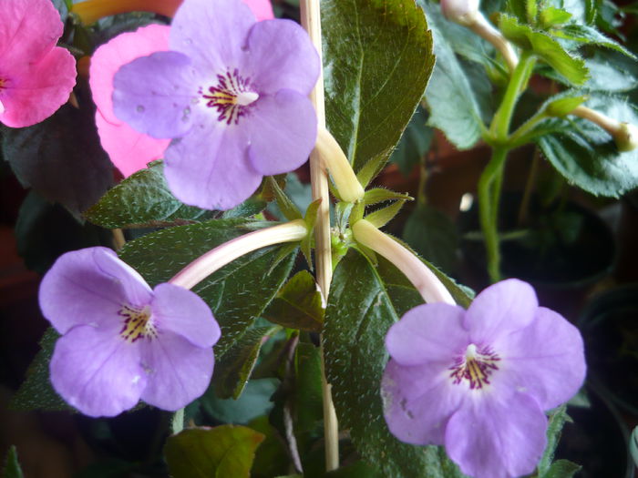 P1070357 - achimenes 2014