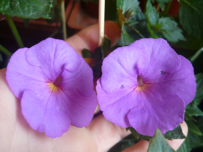P1070358 - achimenes 2014