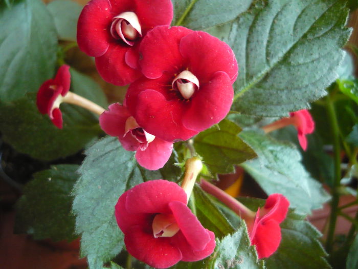 P1070359 - achimenes 2014