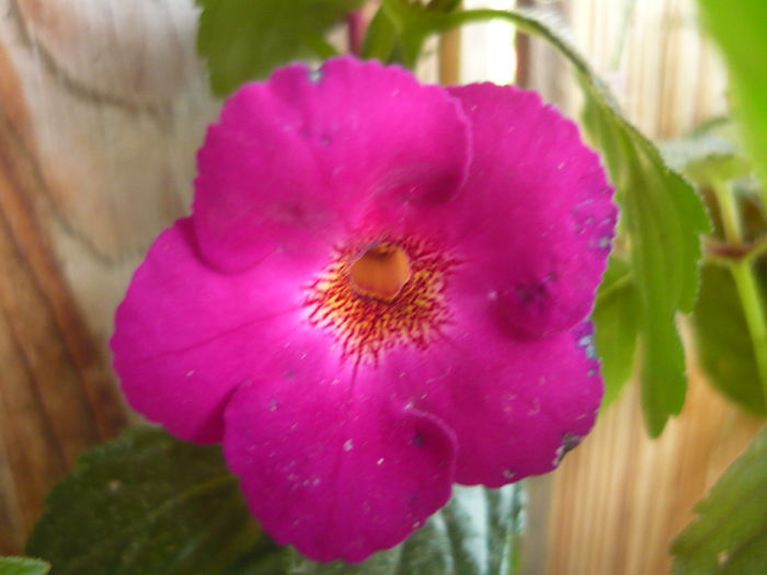 P1070360 - achimenes 2014