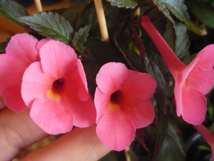 P1070361 - achimenes 2014