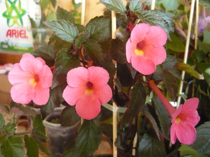 P1070362 - achimenes 2014