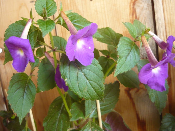 P1070363 - achimenes 2014