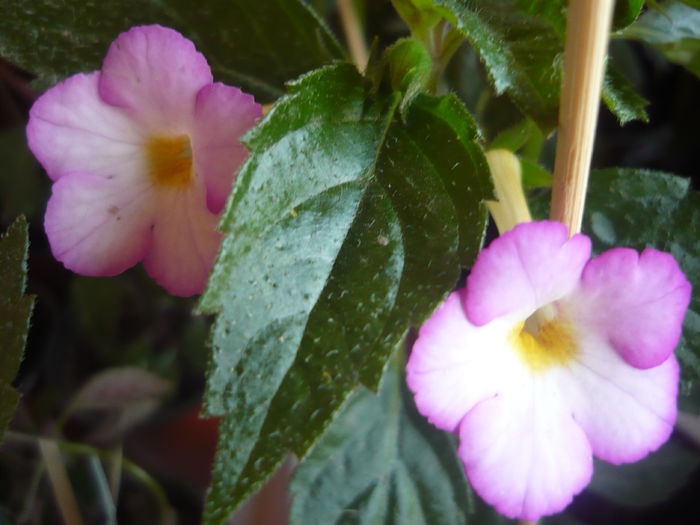 P1070364 - achimenes 2014