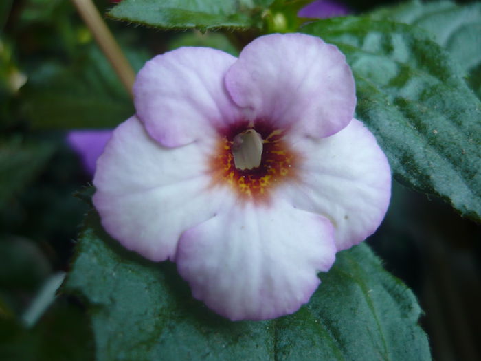 P1070365 - achimenes 2014