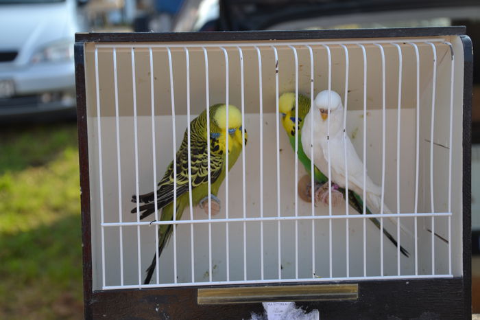 DSC_0070 - TARG MONOR AUGUST 2014