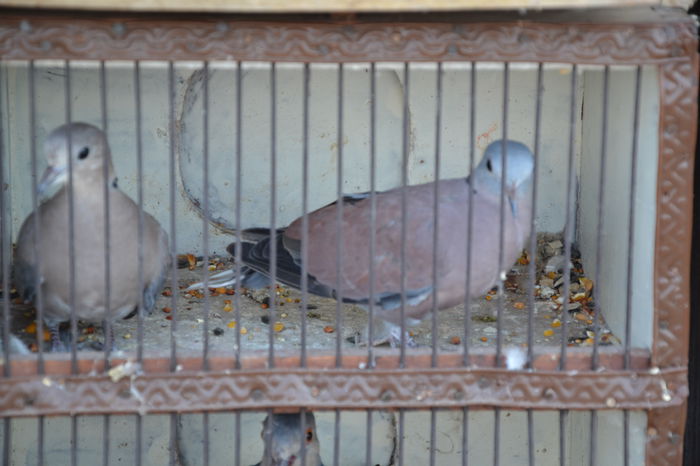 DSC_0093 - TARG MONOR AUGUST 2014