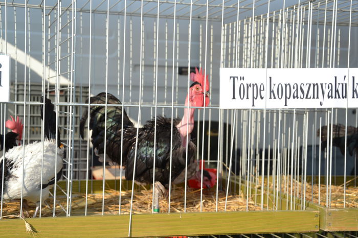 DSC_0116 - TARG MONOR AUGUST 2014