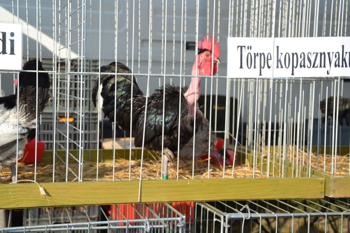 DSC_0117 - TARG MONOR AUGUST 2014