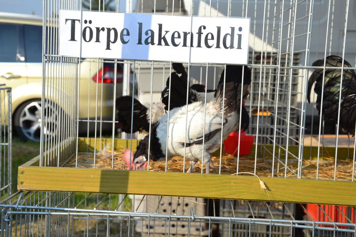 DSC_0118 - TARG MONOR AUGUST 2014