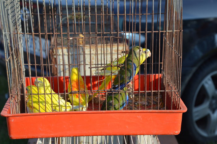 DSC_0119 - TARG MONOR AUGUST 2014