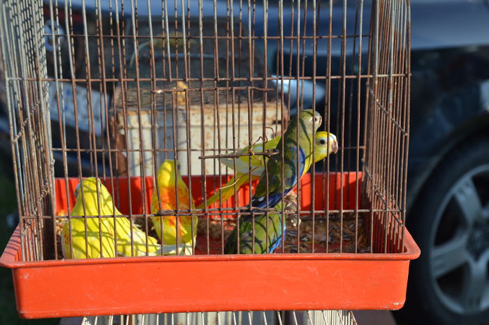 DSC_0120 - TARG MONOR AUGUST 2014