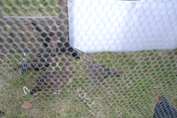 DSC_0122 - TARG MONOR AUGUST 2014