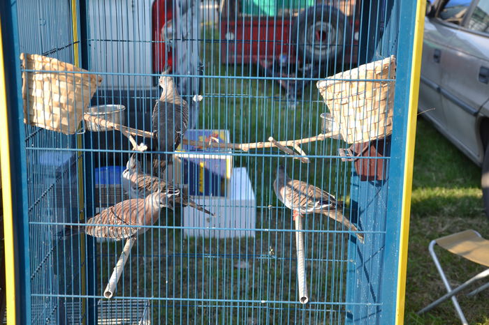 DSC_0124 - TARG MONOR AUGUST 2014