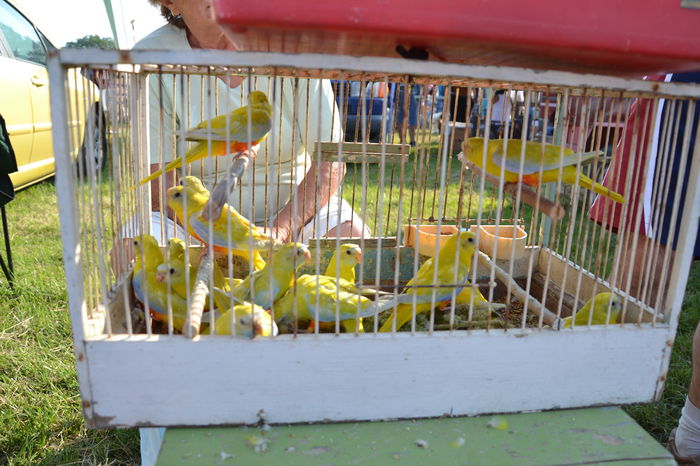 DSC_0128 - TARG MONOR AUGUST 2014