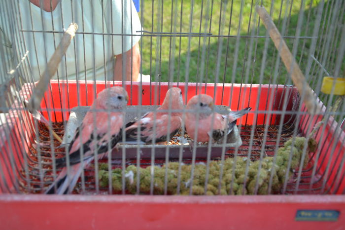 DSC_0129 - TARG MONOR AUGUST 2014