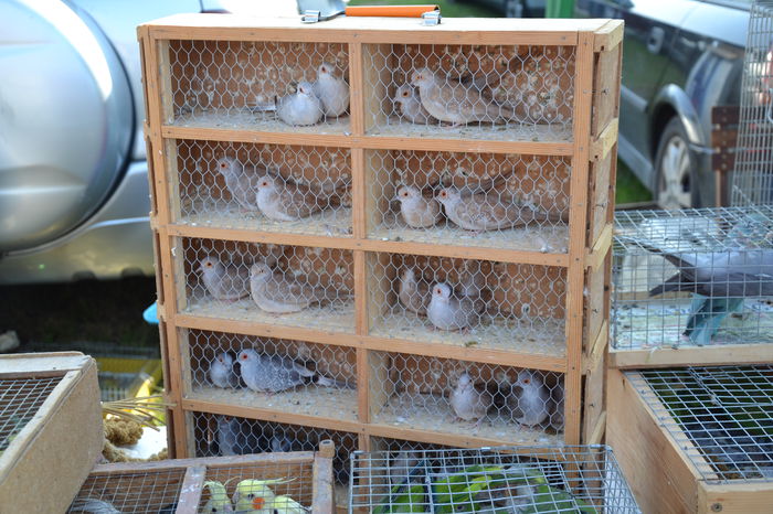 DSC_0140 - TARG MONOR AUGUST 2014