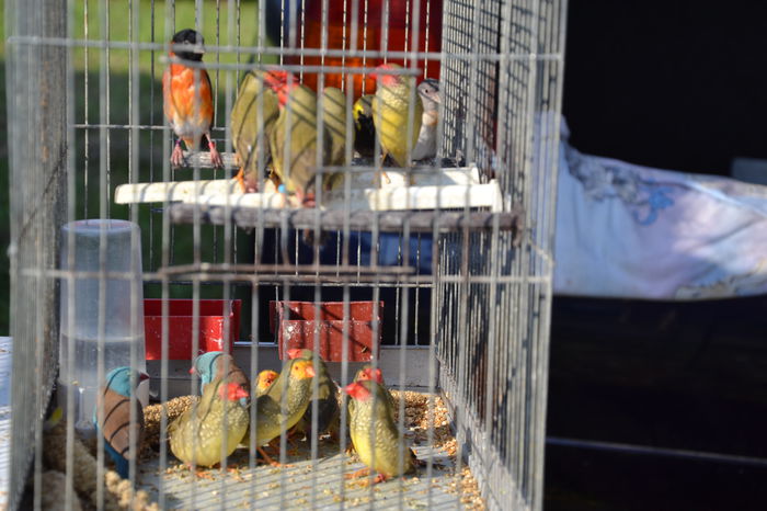 DSC_0142 - TARG MONOR AUGUST 2014