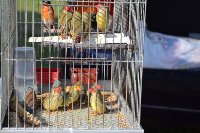 DSC_0143 - TARG MONOR AUGUST 2014